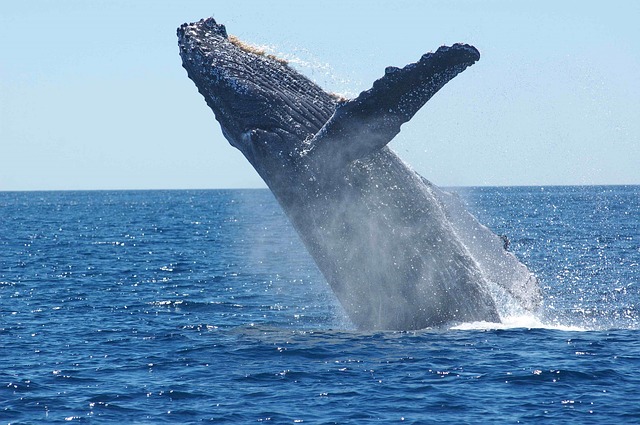 humpback-whale watching kimberley cruise