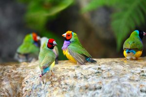 Gouldian Finch Colorful Birds Taking a Bath