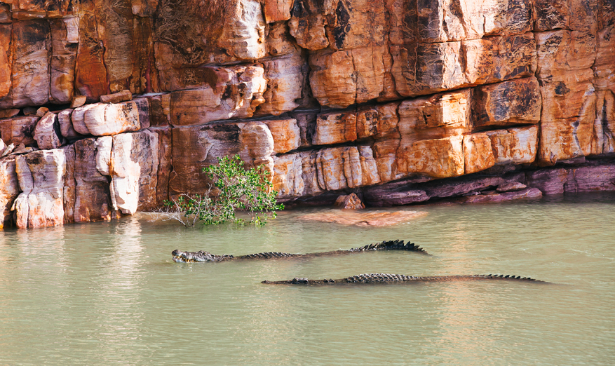 crocodiles in the water