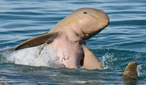 snubfin dolphins