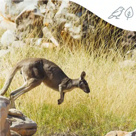 kangaroo
