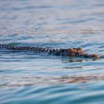 crocodile in the water