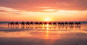 camels at cable beach