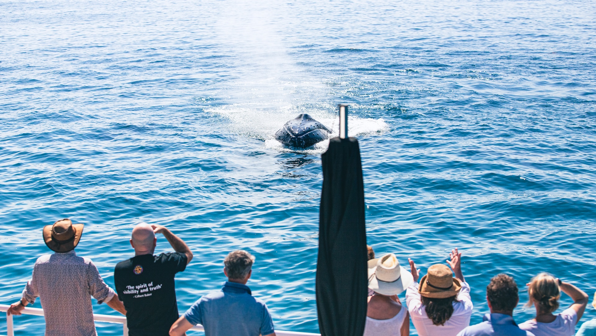 Whale watching